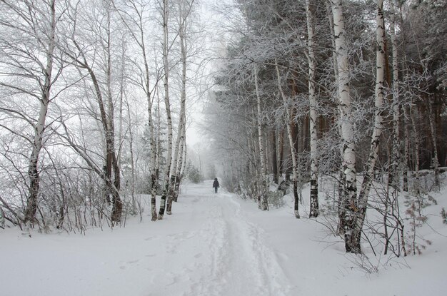 El camino en el bosque de invierno está cubierto de nieve.