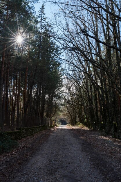 Foto camino en un bosque con la luz del sol fluyendo a través de los árboles