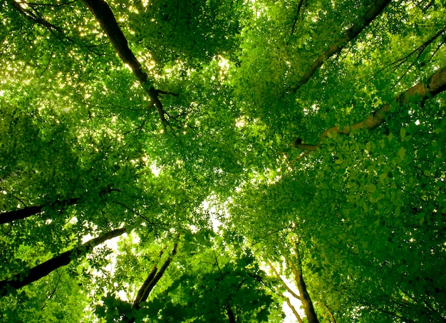 camino en el bosque con luz solar