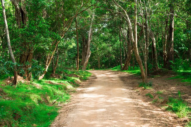 Camino en bosque mágico oscuro