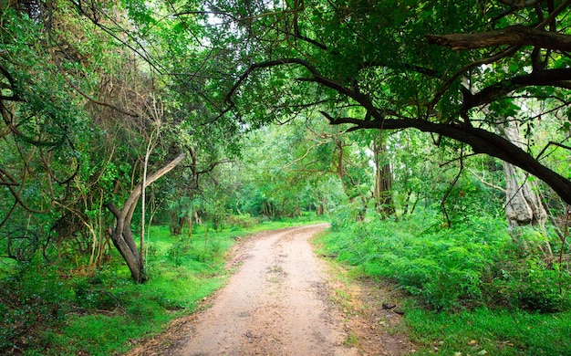 Camino en bosque mágico oscuro