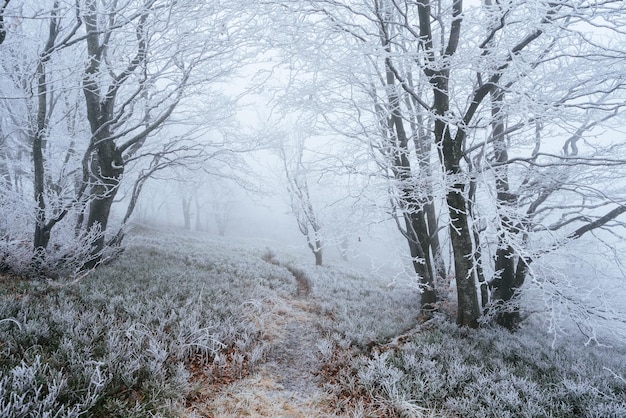 Camino en el bosque de montaña Rime en árboles y plantas Paisaje fantástico