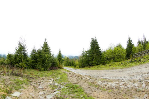 Camino en el bosque de montaña