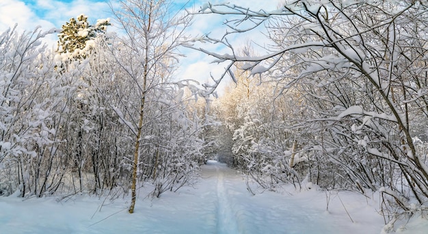 Un camino en un bosque nevado después de una nevada