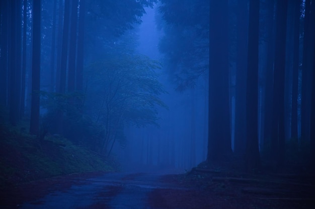 Camino en el bosque por la noche