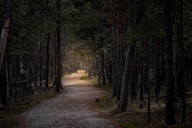 camino del bosque oscuro a través de un bosque oscuro