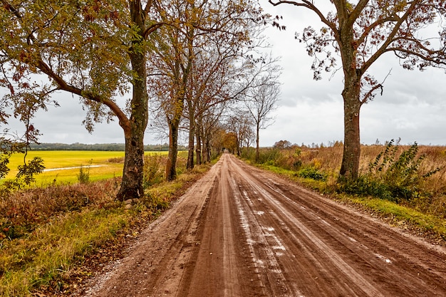 Foto camino en el bosque de otoño. cielo dramático y campo naranja. paisaje.