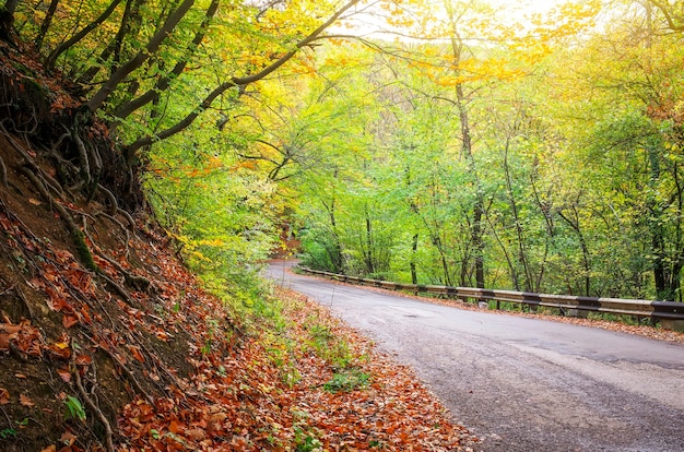 Camino en el bosque de otoño colorido. Composición de la naturaleza