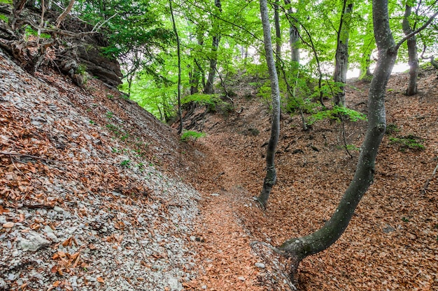 Camino en el bosque de otoño con hojas de naranja caídas entre las colinas