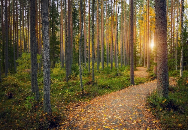 Camino en el bosque en otoño en Karelia Hermoso paisaje colorido