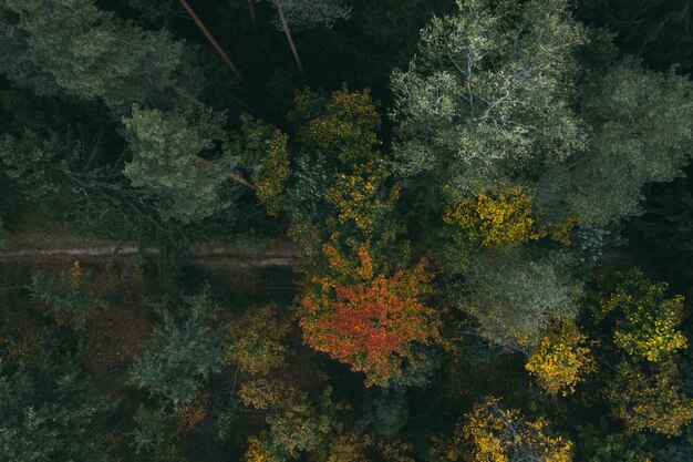 Foto camino en el bosque de otoño