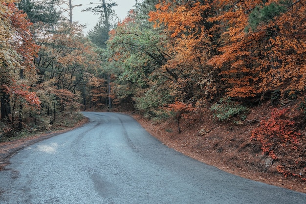 Camino en el bosque de otoño