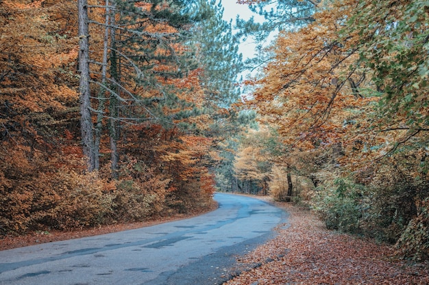 Camino en el bosque de otoño