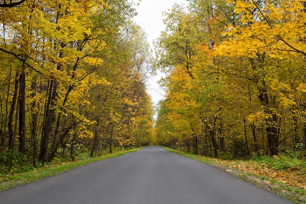 camino en el bosque de otoño