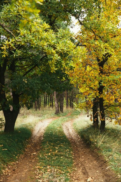 camino en el bosque de otoño