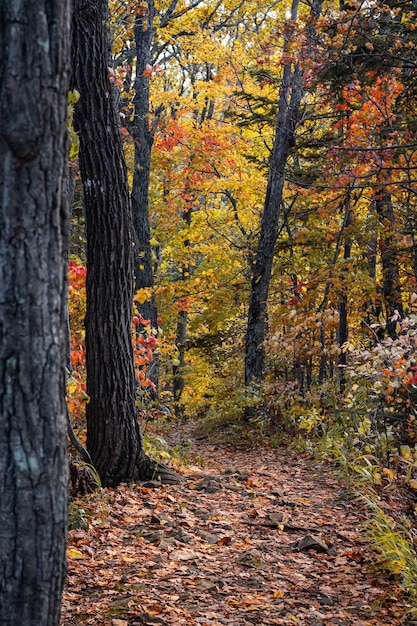 Camino en el bosque de otoño