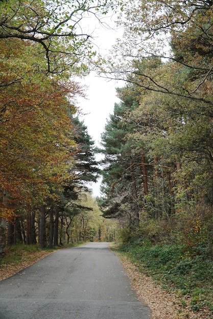 Camino en el bosque en otoño