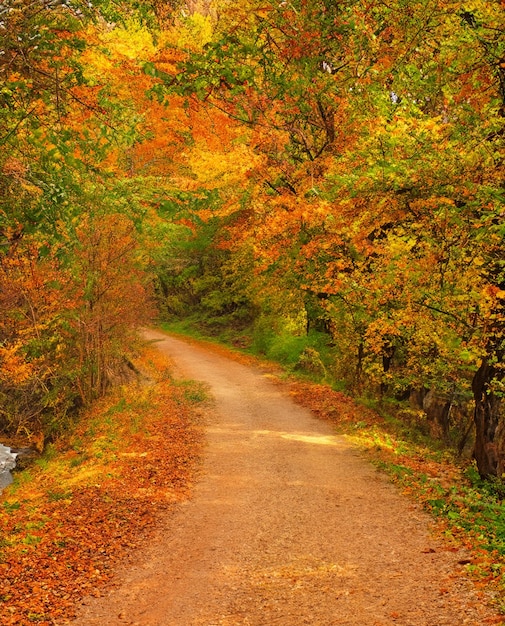 Foto camino en el bosque en otoño