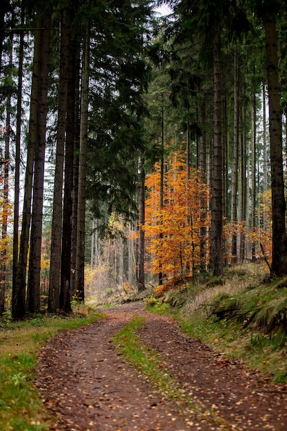 Camino por el bosque en otoño