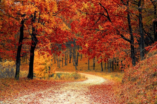 Un camino en el bosque de otoño