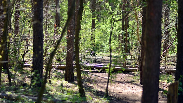 Un camino por el bosque con una persona sentada en el suelo.