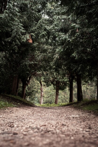 Foto camino en el bosque de pinos brumoso