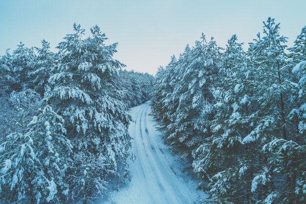 El camino en el bosque de pinos de invierno. Los árboles están cubiertos de nieve. Vista aérea