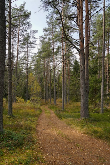 Foto el camino del bosque de pinos de otoño