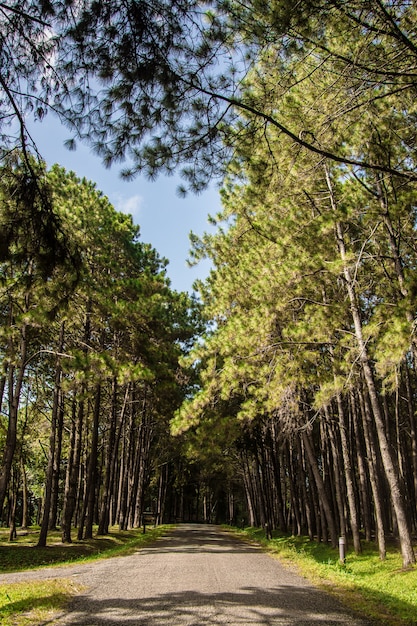 Foto camino en el bosque de pinos