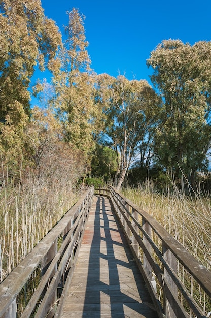 Foto camino en bosque de pinos