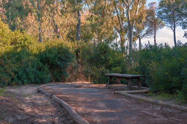 Camino en bosque de pinos