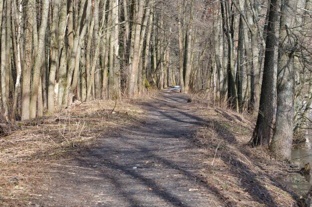 Un camino en el bosque de primavera Abril Región de Moscú