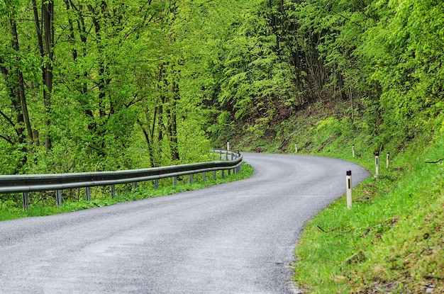 Camino del bosque de primavera