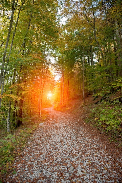 camino en el bosque con puesta de sol