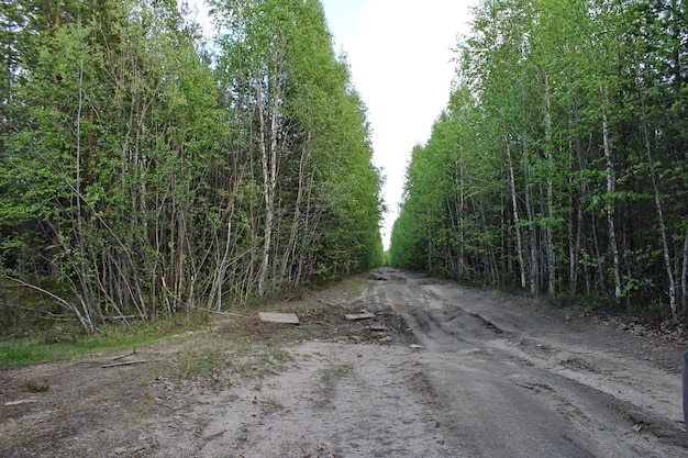 Un camino en el bosque que conduce al horizonte de la República de Karelia, Rusia.