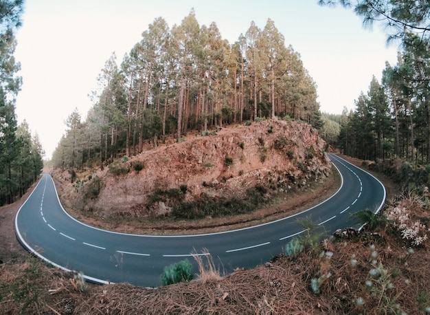 camino en el bosque que rodea una montaña