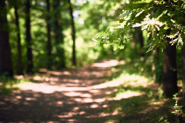 Camino en el bosque de roble de verano, enfoque selectivo