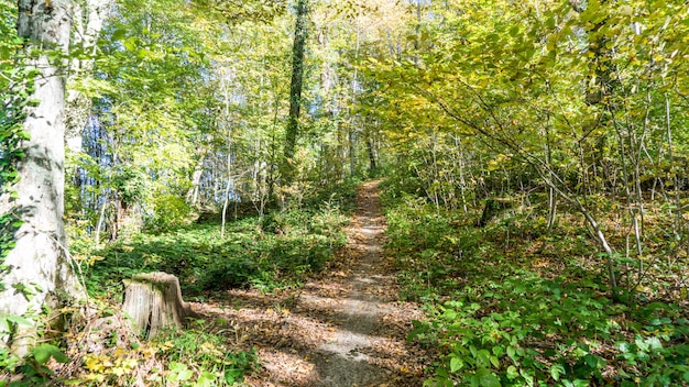 Camino en el bosque. Senderismo en el bosque cerca de Sochi, Rusia.