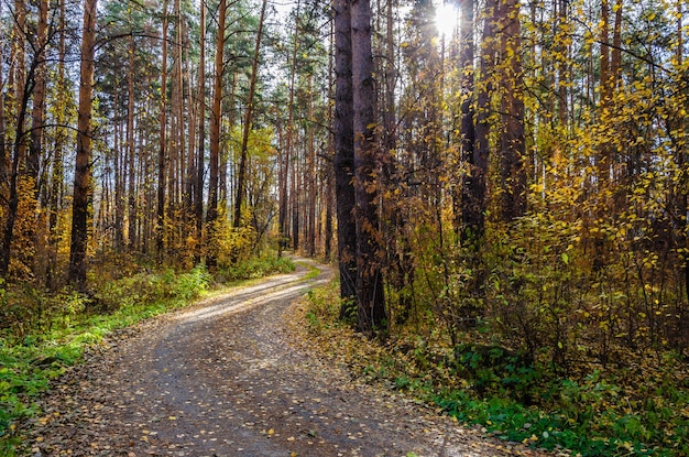 Un camino en el bosque con el sol brillando a través de los árboles.