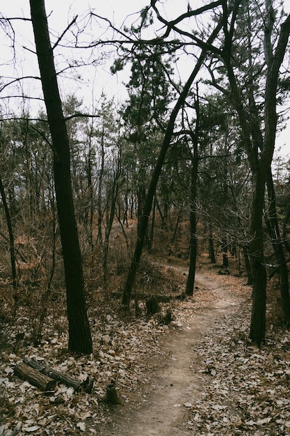 camino en el bosque por la tarde