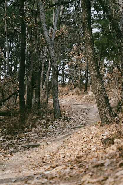 camino en el bosque por la tarde