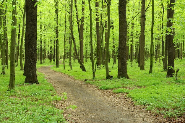 Camino en el bosque verde de verano