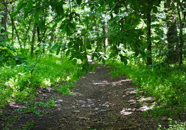 Camino en bosque verde