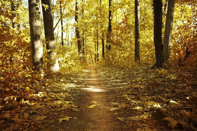 Un camino en un bosque verde