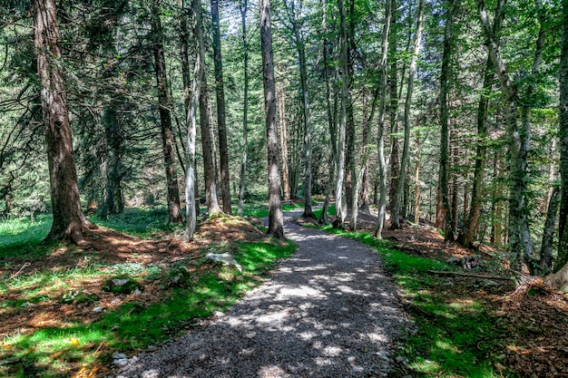 Camino en el bosque