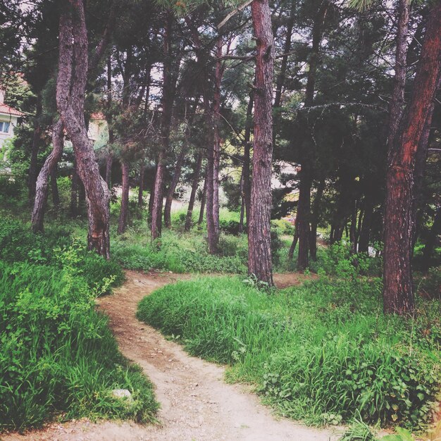 Foto camino en el bosque