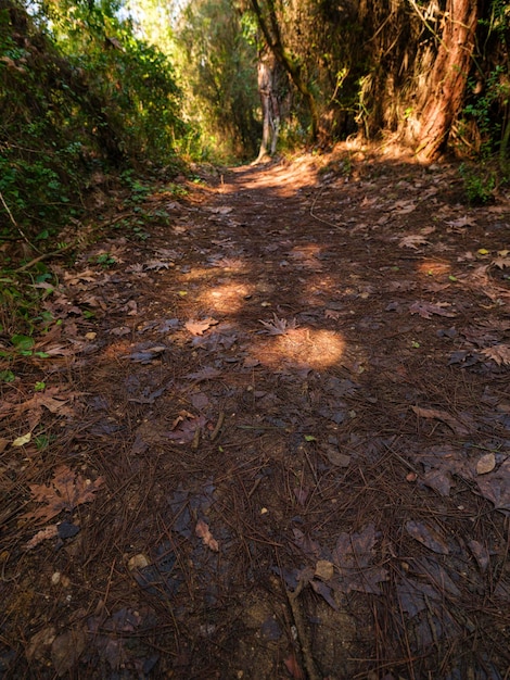 Camino en el bosque