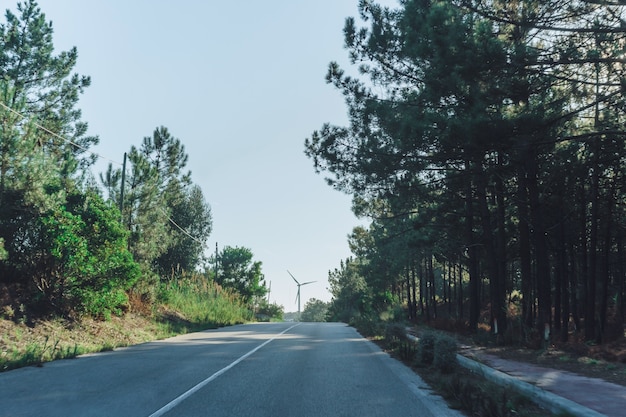 camino entre el bosque