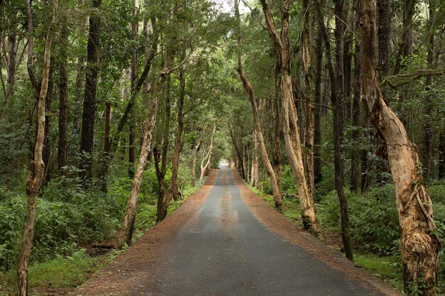 Camino en el bosque