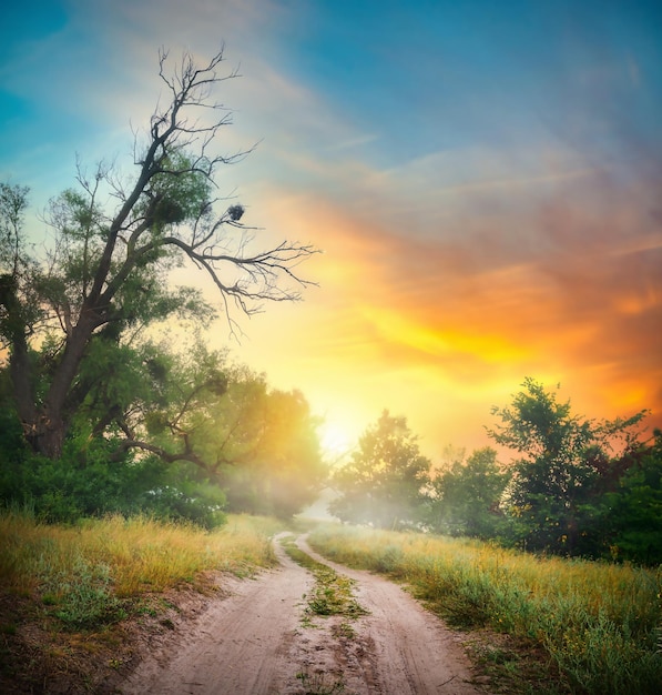 Camino en el bosque